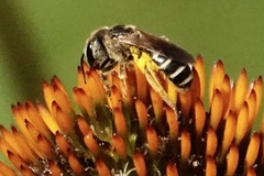 Odontalictus