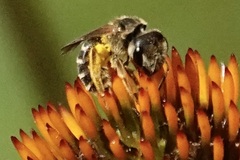Odontalictus