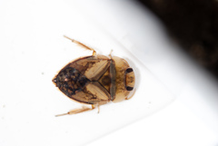 Naucoridae