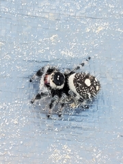 Phidippus regius