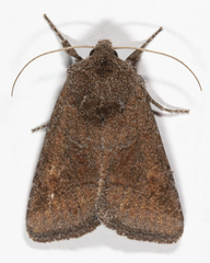 Lacinipolia meditata