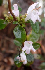 Clinopodium carolinianum