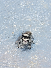 Phidippus regius