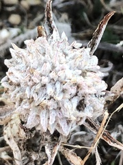 Monardella odoratissima