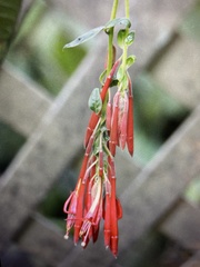 Fuchsia boliviana