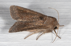 Lacinipolia meditata