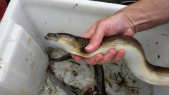Pacific Shortfinned Eel photo 2