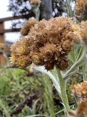 Gnaphalieae