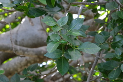 Bursera karsteniana
