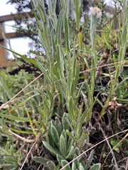Gnaphalieae