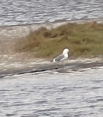Larus argentatus