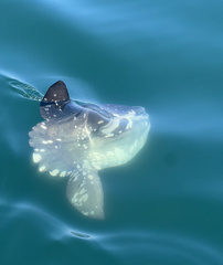 Mola mola