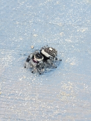 Phidippus regius