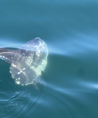 Mola mola