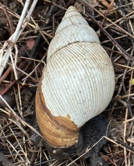Lissachatina fulica