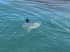 Mola mola