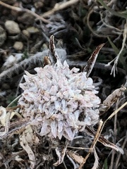 Monardella odoratissima