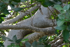 Bursera karsteniana