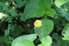 Lantana camara