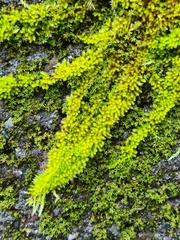 Homalothecium nuttallii