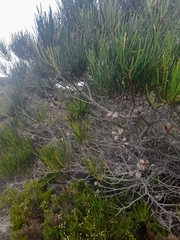 Hakea drupacea