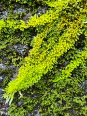 Homalothecium nuttallii