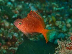 Cyprinocirrhites polyactis