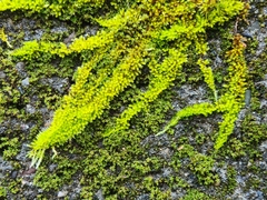 Homalothecium nuttallii