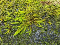 Homalothecium nuttallii