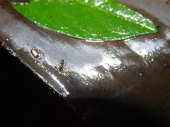 Corinnoidea