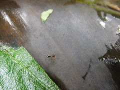 Corinnoidea