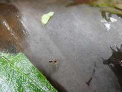 Corinnoidea