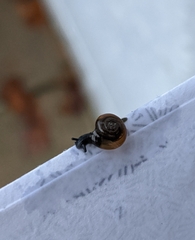 Gastrodontidae