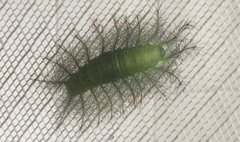 Lexias dirtea merguia