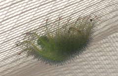 Lexias dirtea merguia