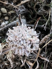 Monardella odoratissima