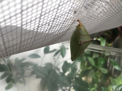 Lexias dirtea merguia