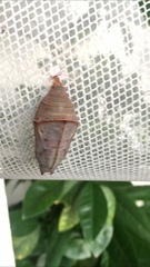 Lexias dirtea merguia