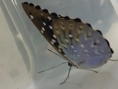 Lexias dirtea merguia