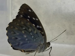 Lexias dirtea merguia