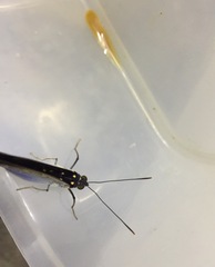 Lexias dirtea merguia