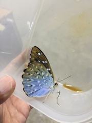 Lexias dirtea merguia