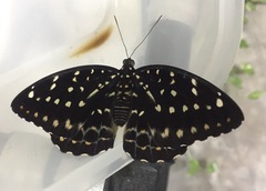 Lexias dirtea merguia