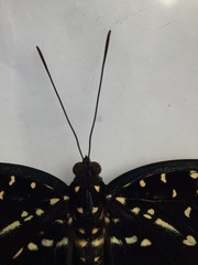 Lexias dirtea merguia