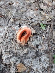 Clathrus columnatus