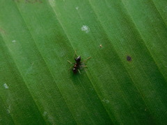 Colobopsis vitrea