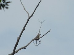 Cacomantis merulinus