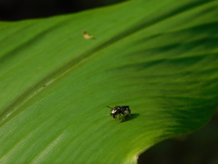 Ceratina