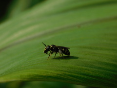 Ceratina