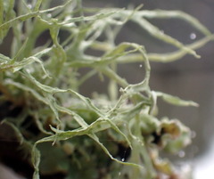 Ramalina stenospora